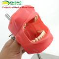 Super September SELL 12558 Stainless Dental Study Manikin Simulator